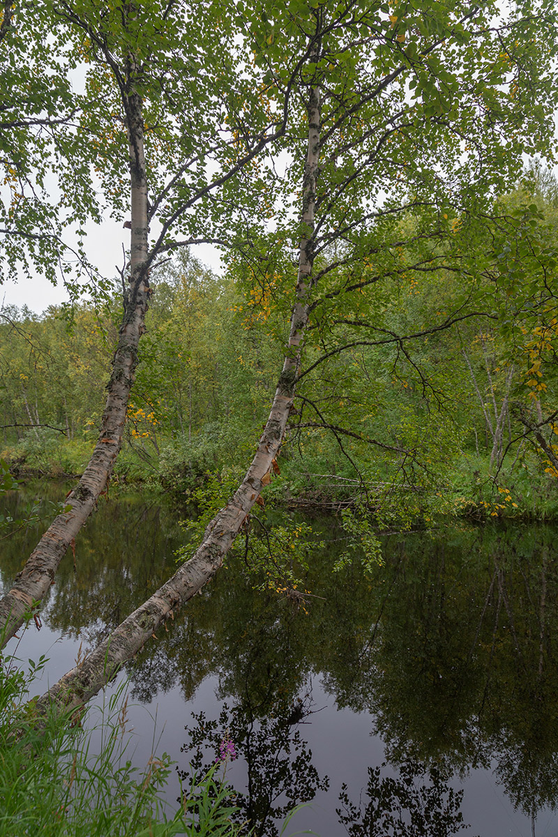 Лавна, image of landscape/habitat.