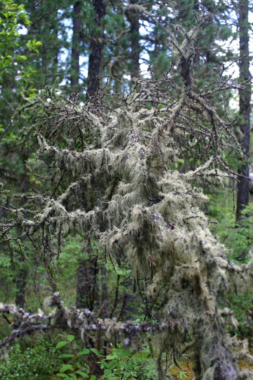 Ущелье реки Текелю, image of landscape/habitat.