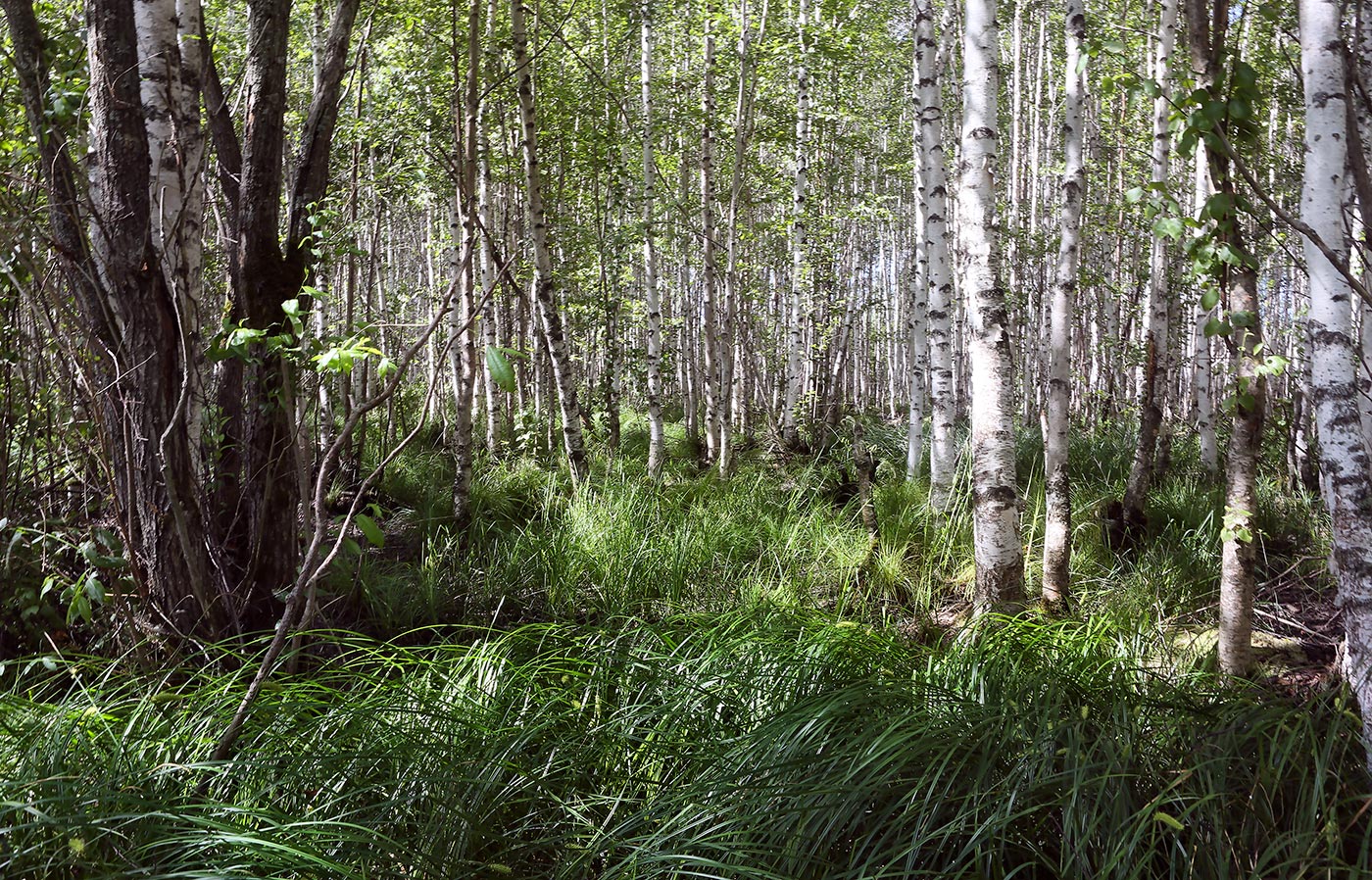 Окрестности Краснокамска, image of landscape/habitat.