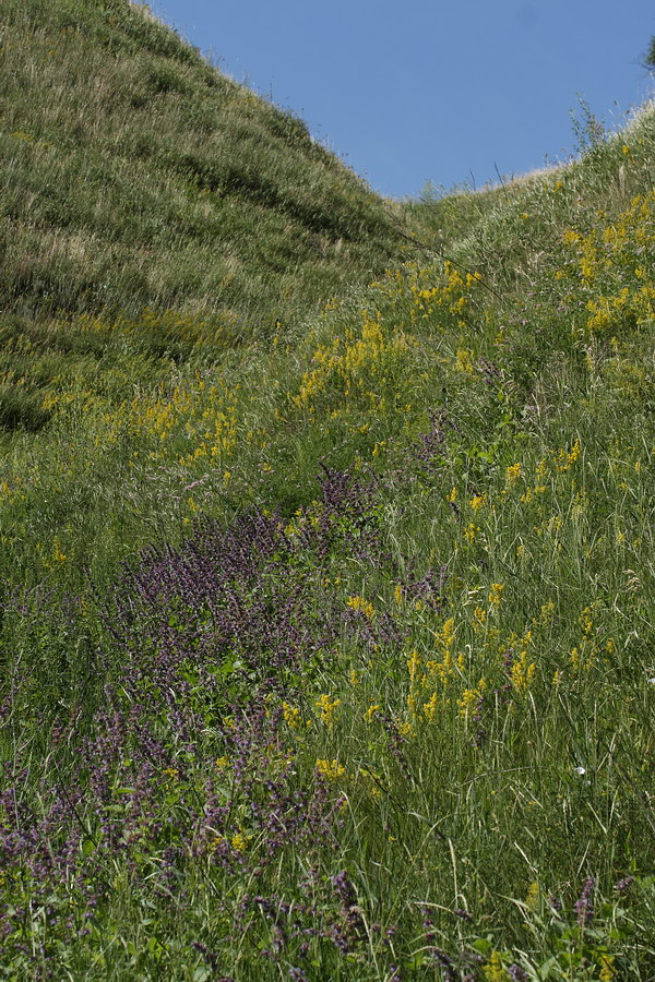 Окрестности Борисовки, image of landscape/habitat.