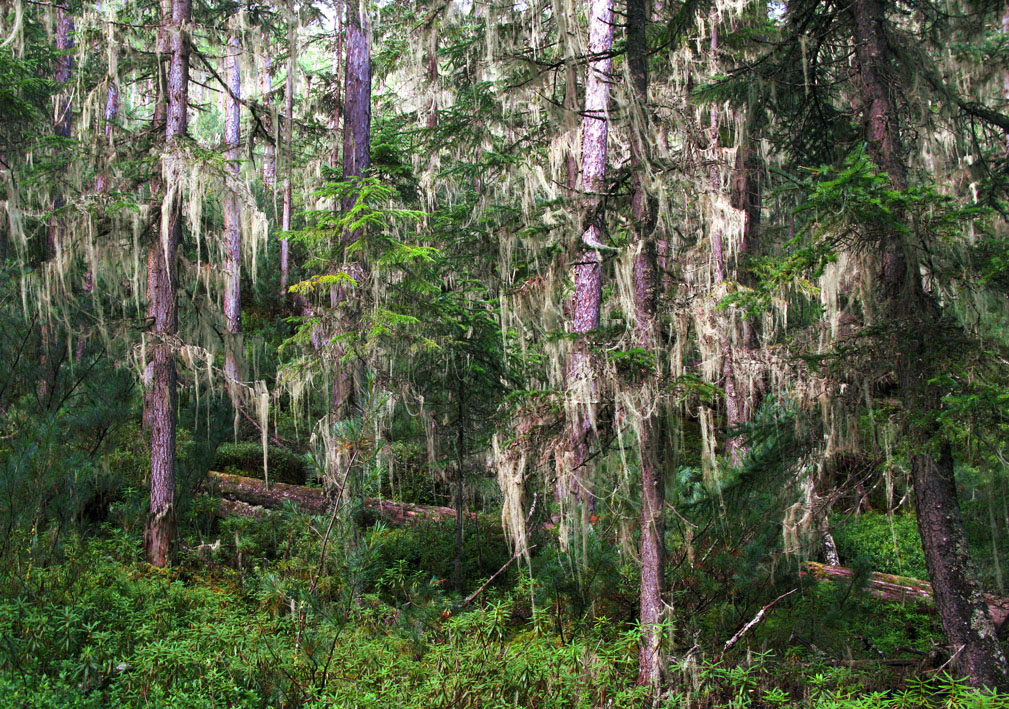 Хребет Дуссе-Алинь, image of landscape/habitat.