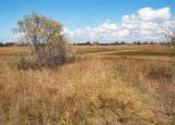 Витязевская коса, image of landscape/habitat.