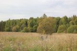 Окрестности хутора Плосково, изображение ландшафта.