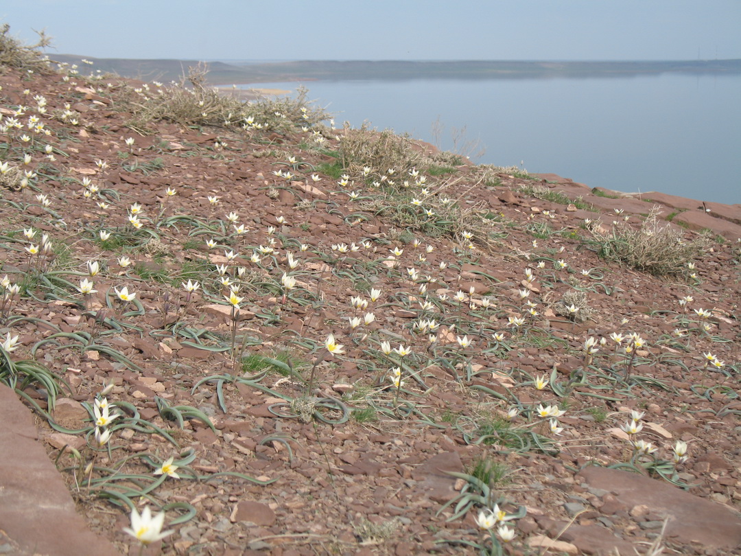 Озеро Акколь, image of landscape/habitat.