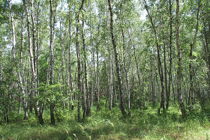 Некрылово, image of landscape/habitat.