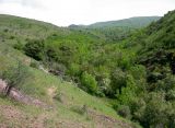 Image of landscape