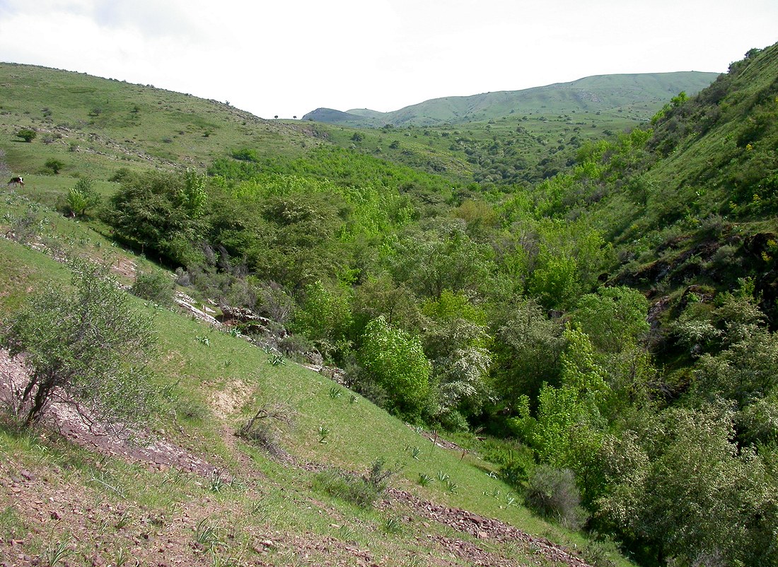 Казыкурт, изображение ландшафта.
