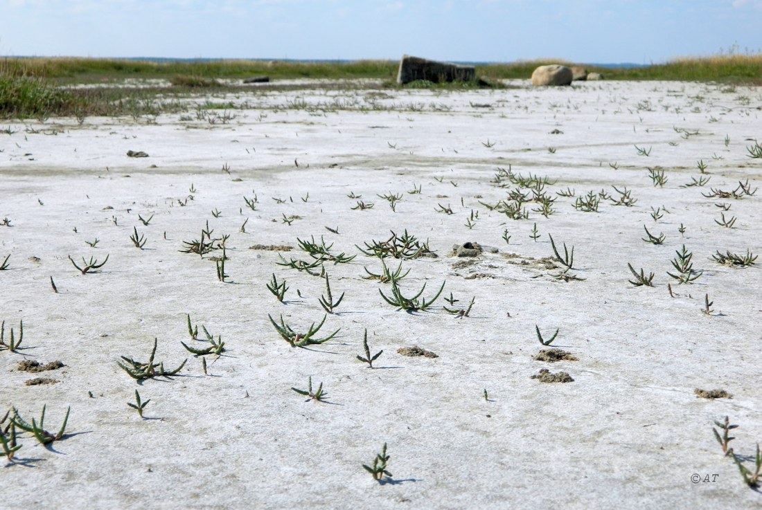 Унежма, image of landscape/habitat.
