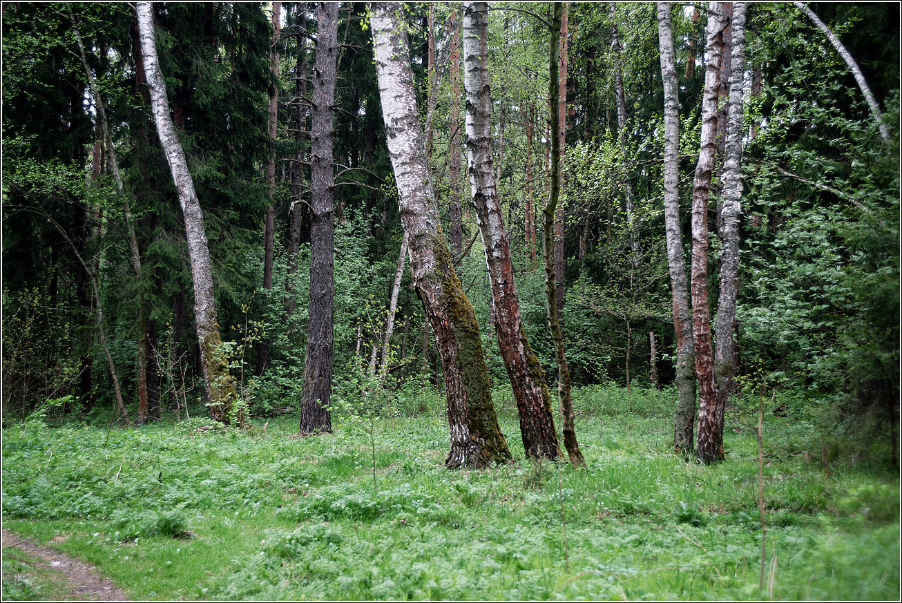 Окрестности Хрипани, image of landscape/habitat.