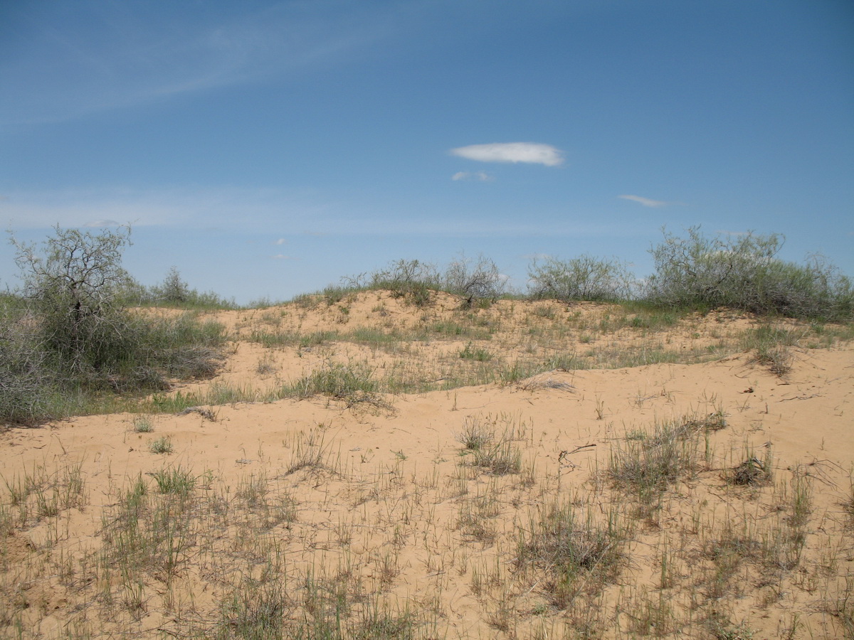 Бархан Кумтиын, image of landscape/habitat.