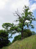 Новоград-Волынский, image of landscape/habitat.