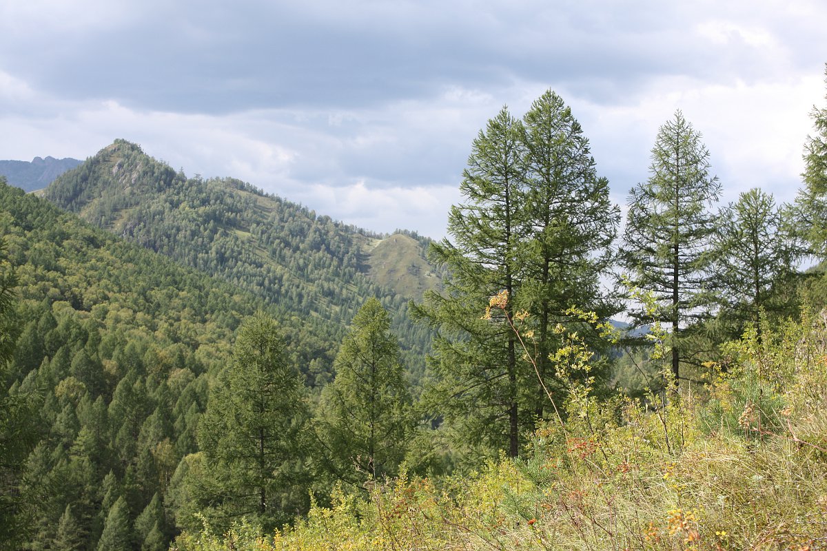 У Денисовой пещеры, image of landscape/habitat.