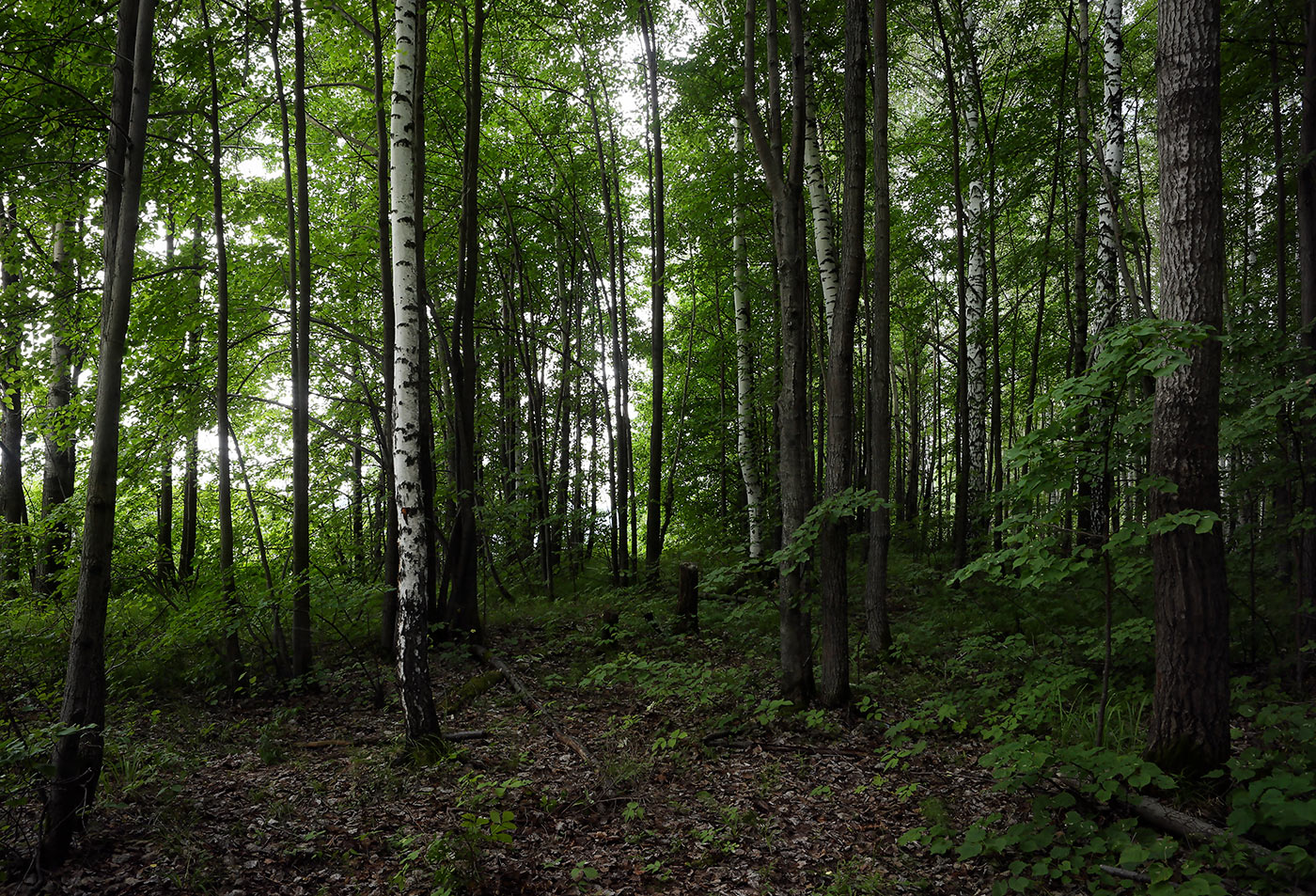 Кунчурихинский бор, image of landscape/habitat.