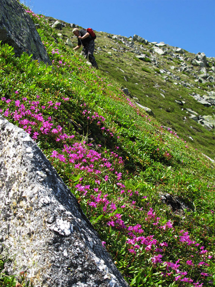 Хребет Дуссе-Алинь, image of landscape/habitat.