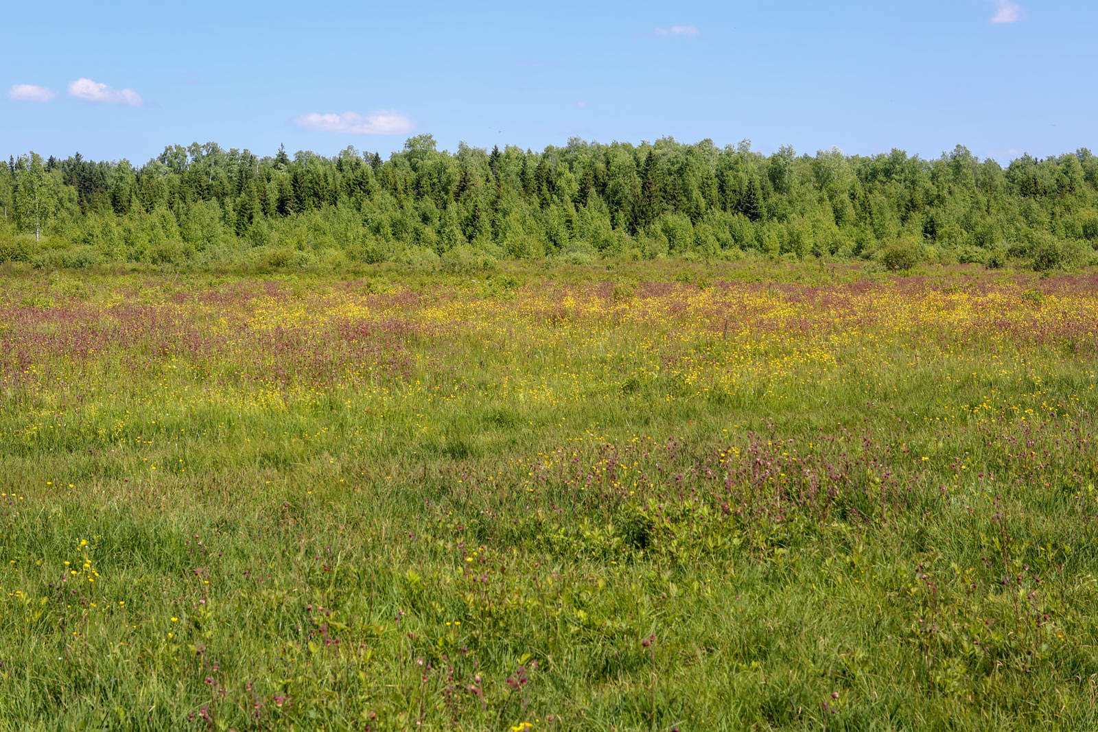 Заборная, image of landscape/habitat.