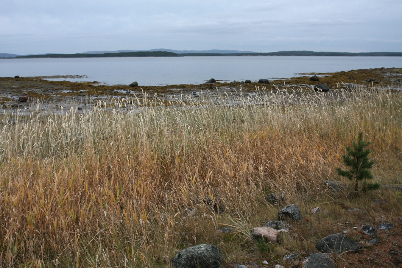 Лабиринт "Вавилон", image of landscape/habitat.