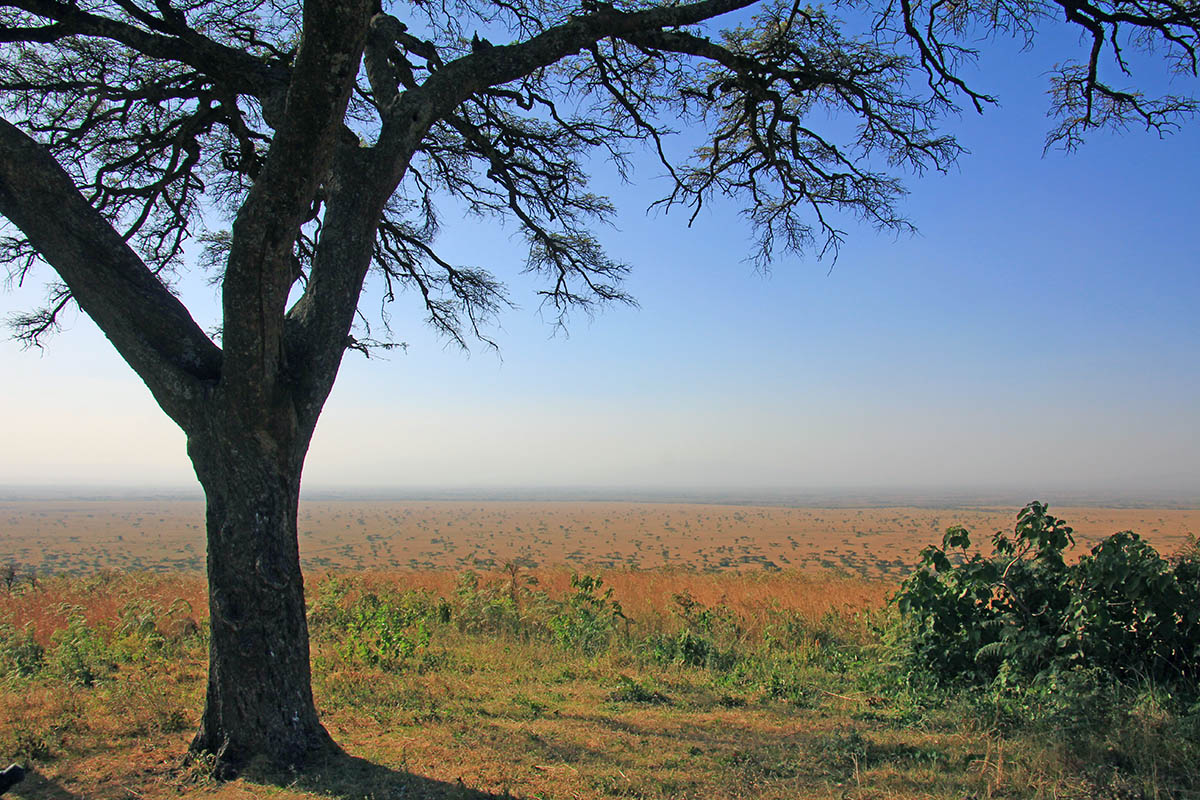 Сенкеле, image of landscape/habitat.