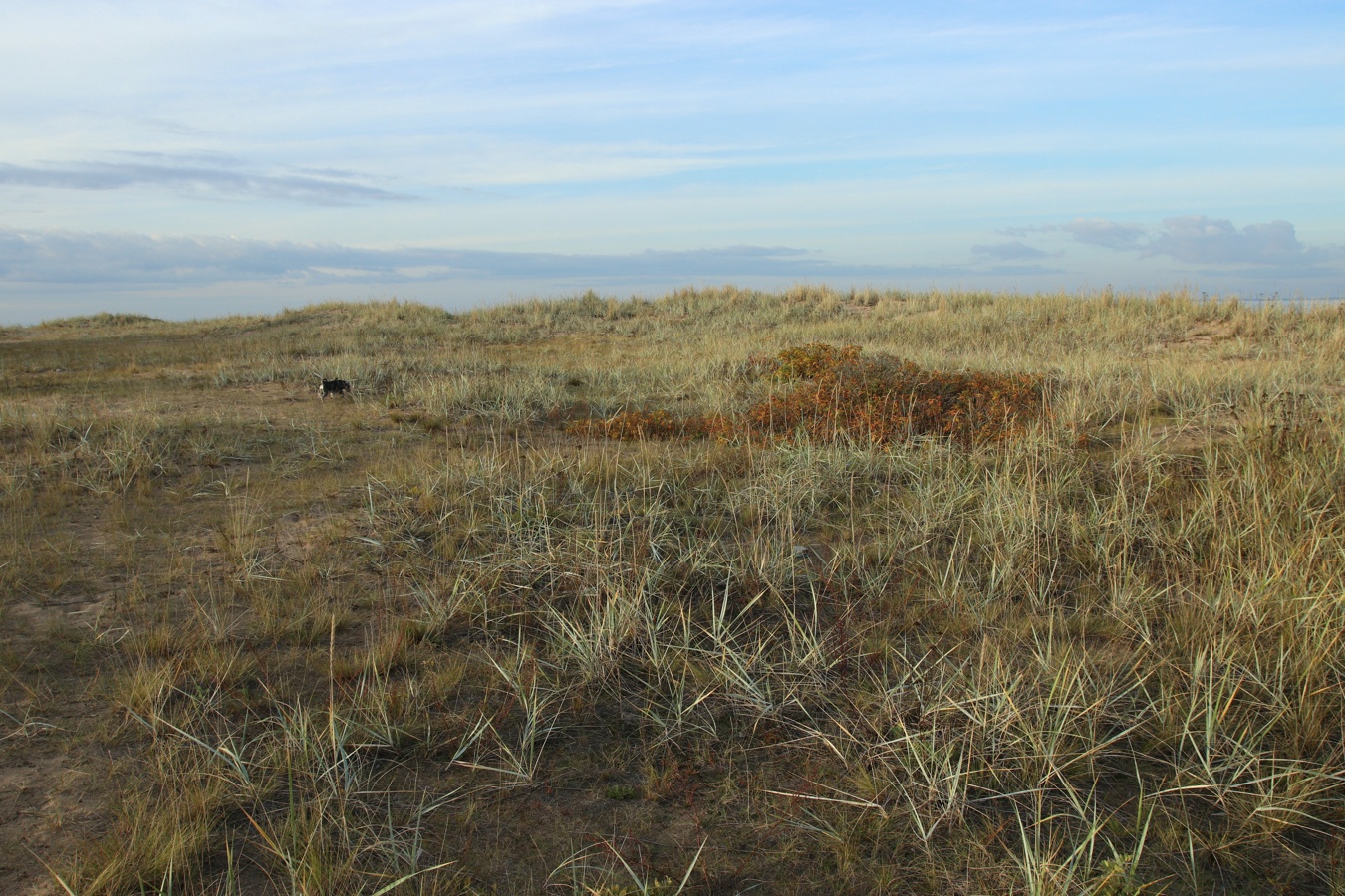 Большая Ижора, image of landscape/habitat.