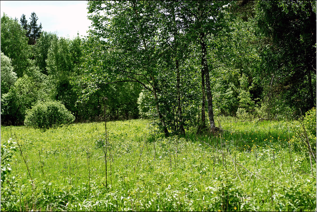 Окрестности Хрипани, image of landscape/habitat.