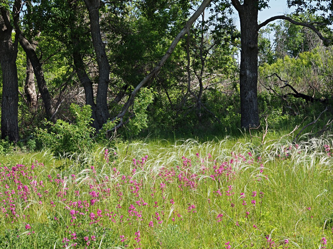 Долина реки Бирля и окрестности, image of landscape/habitat.