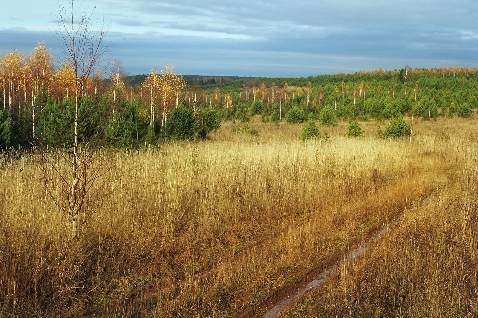 Григорьевское, image of landscape/habitat.