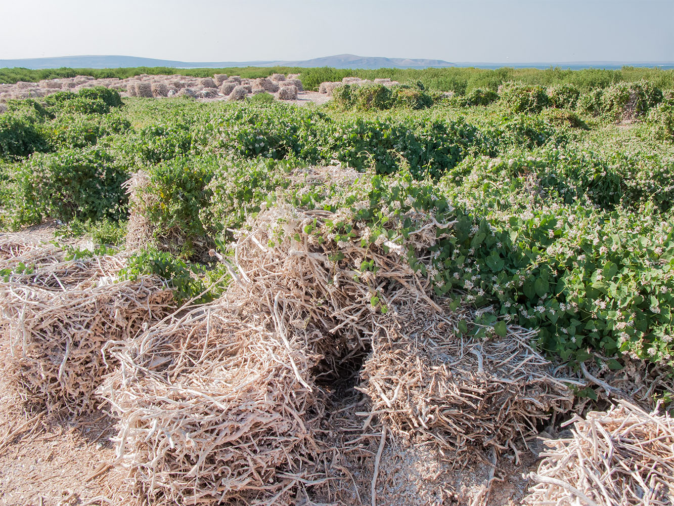 Коса Голенькая, image of landscape/habitat.