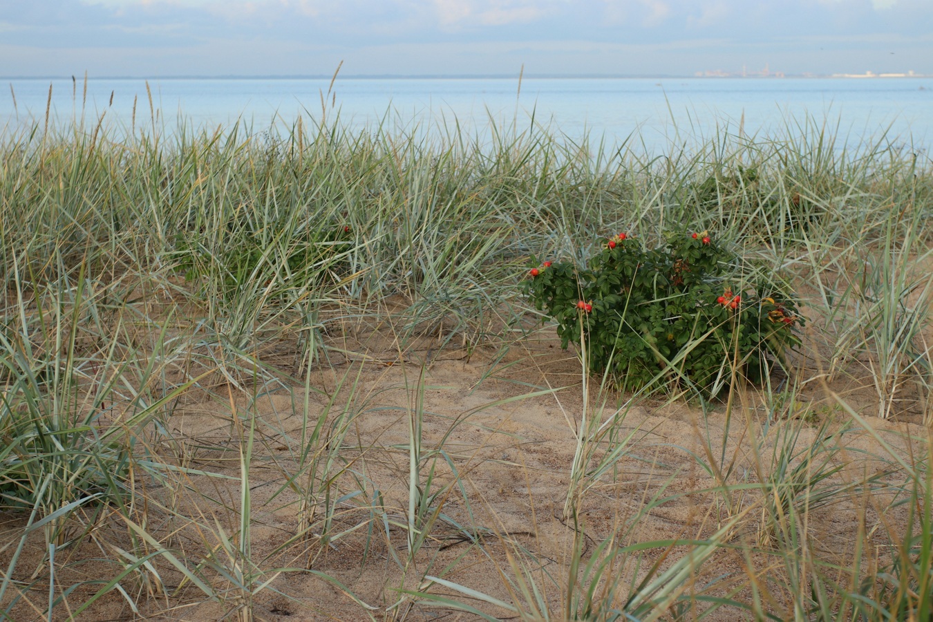 Большая Ижора, image of landscape/habitat.