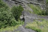 Старый дом Мухтара, image of landscape/habitat.