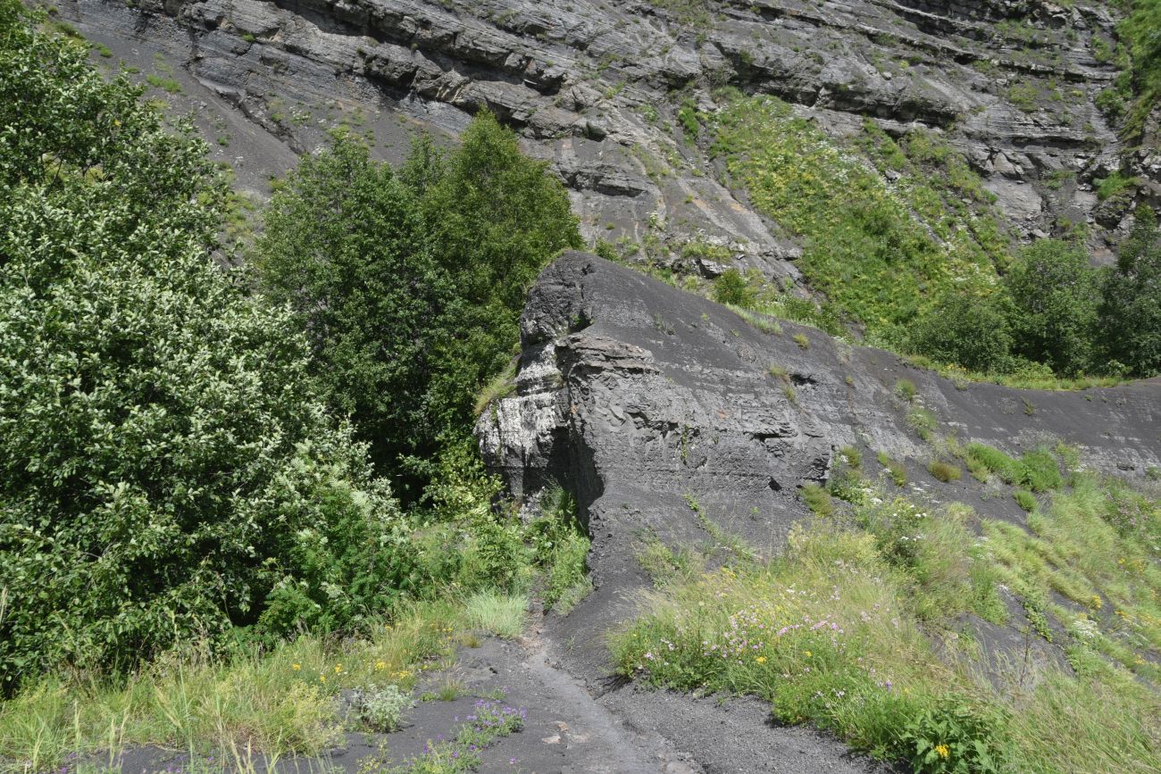 Старый дом Мухтара, image of landscape/habitat.