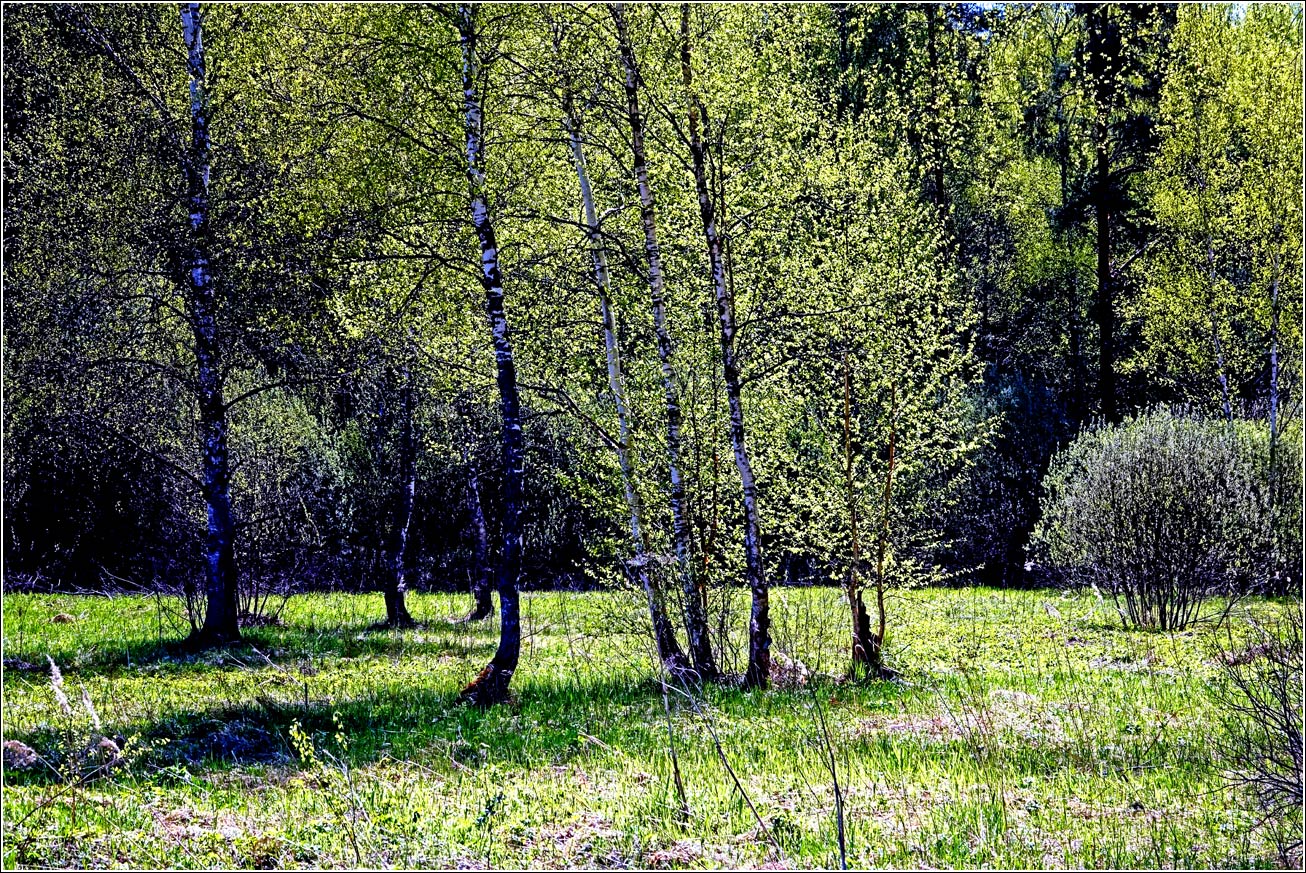 Окрестности Хрипани, image of landscape/habitat.