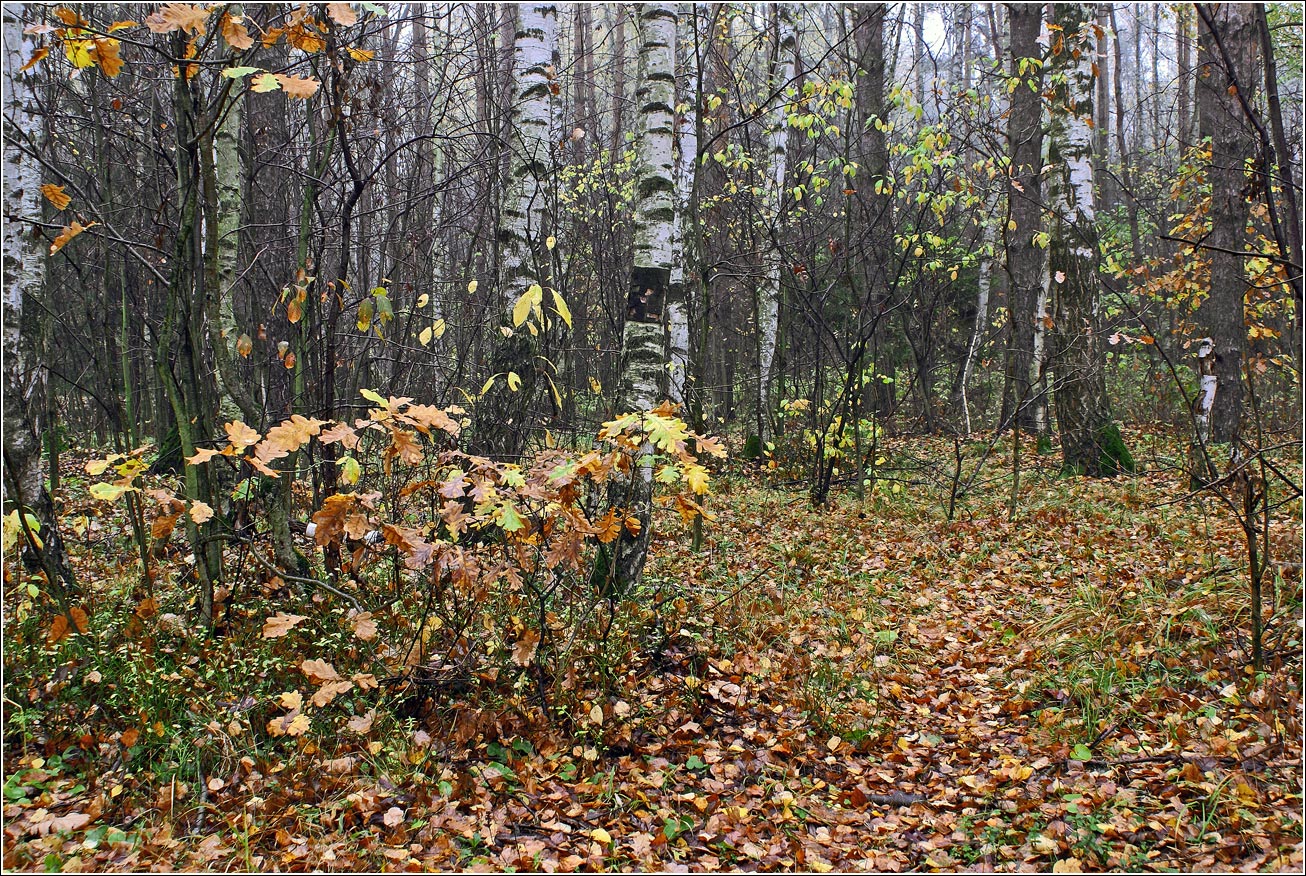 Окрестности Хрипани, изображение ландшафта.