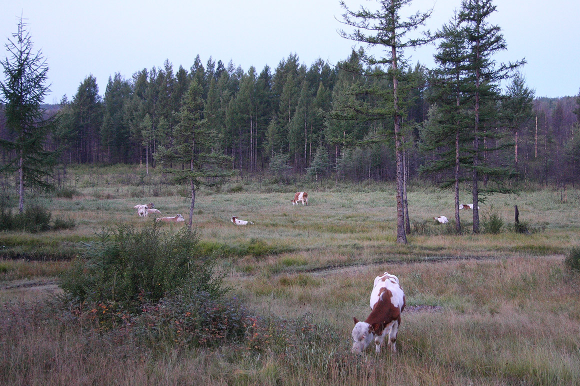 Окрестности Северного, image of landscape/habitat.