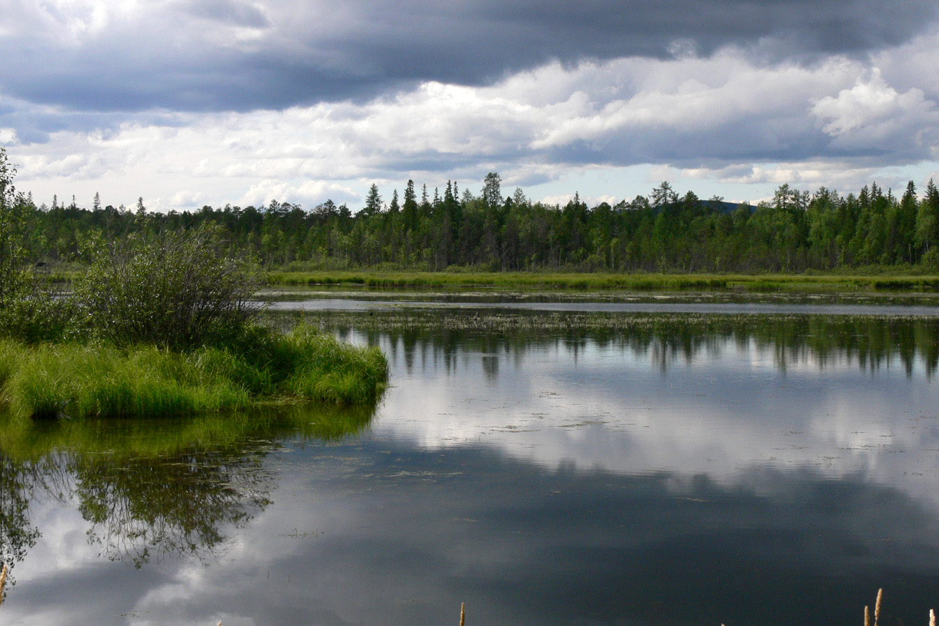 Паньшинское болото, image of landscape/habitat.