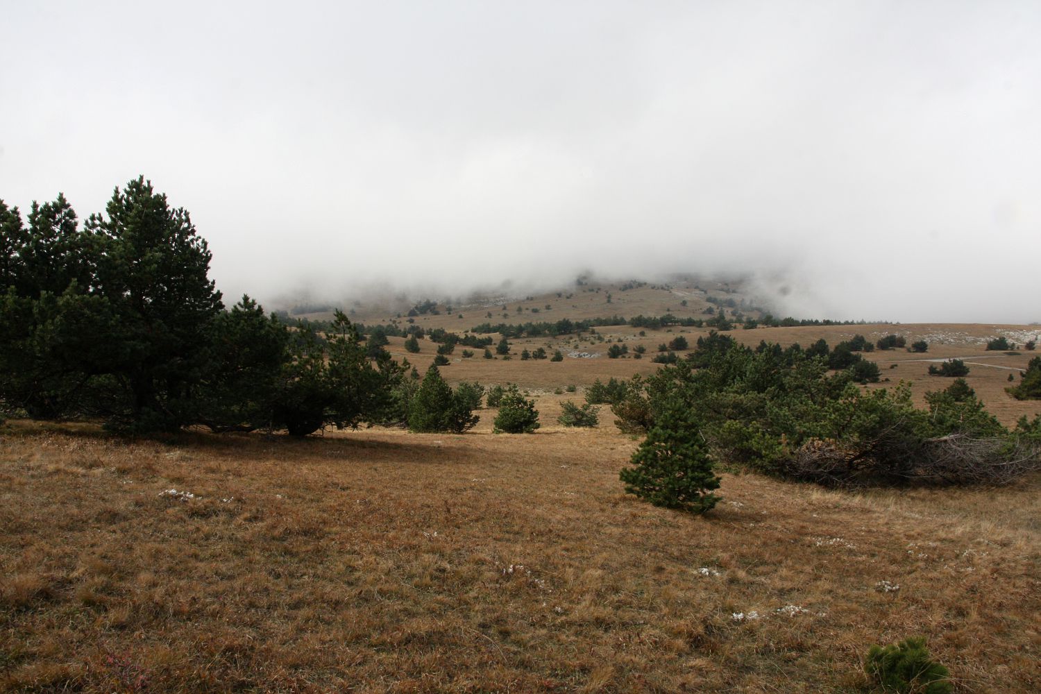 Гурзуфская яйла, image of landscape/habitat.