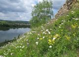 Окрестности Верхотомского, image of landscape/habitat.