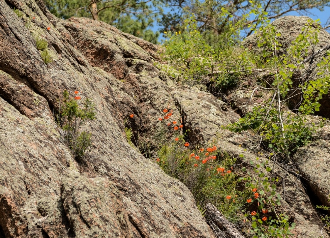 Окрестности горы Омулевая, image of landscape/habitat.