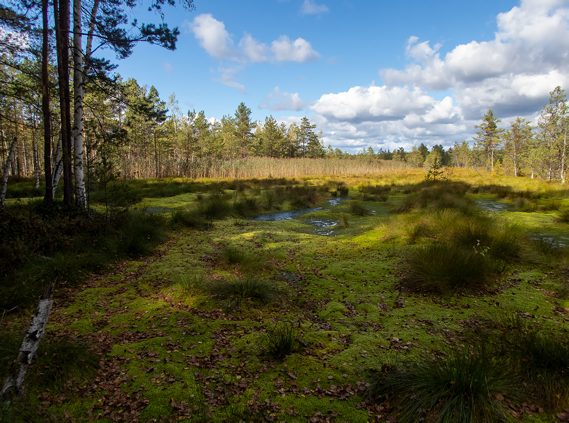 Шлюз №2 канала им. Москвы, image of landscape/habitat.