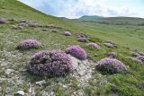 Сулакский каньон, image of landscape/habitat.