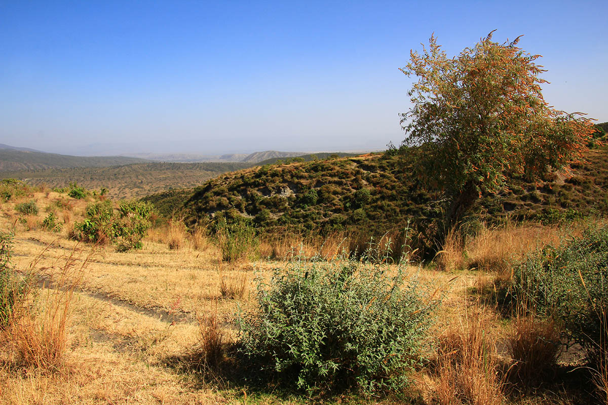 Сенкеле, image of landscape/habitat.