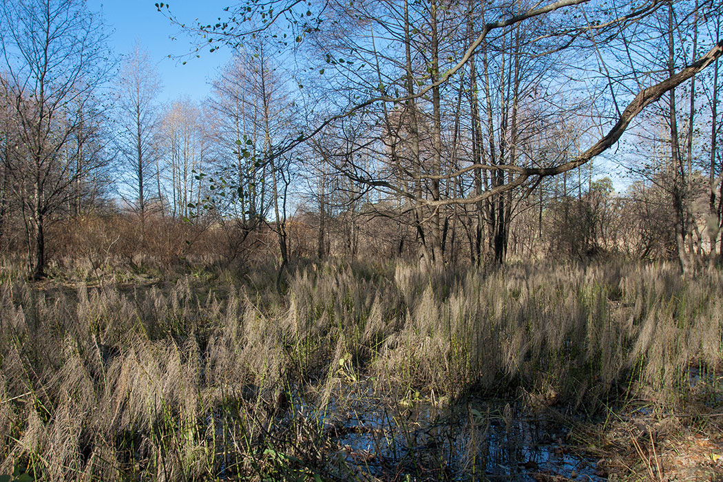 Большая Ижора, image of landscape/habitat.