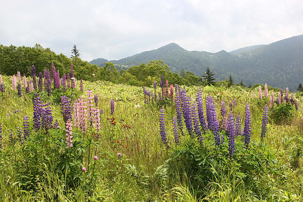 Южно-Сахалинск, image of landscape/habitat.