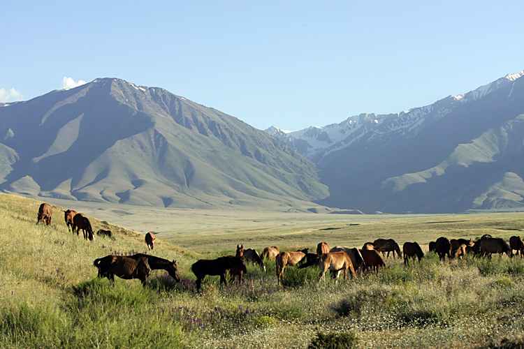 Подгорная степь, image of landscape/habitat.