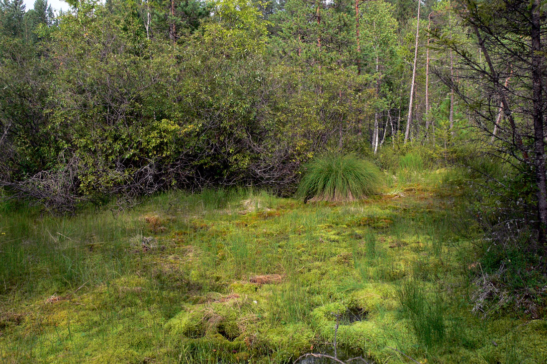 Паньшинское болото, image of landscape/habitat.