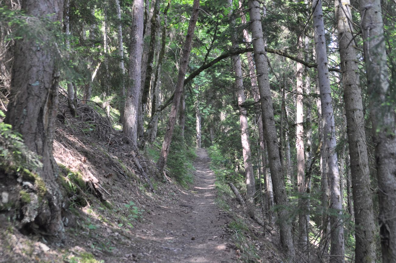 Нац. парк "Боржоми-Харагаули", image of landscape/habitat.