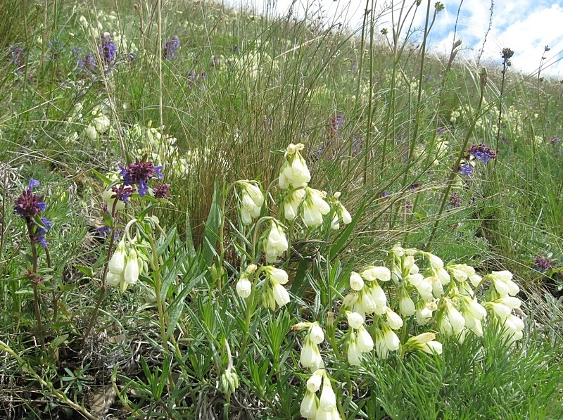 Окрестности Верхотомского, image of landscape/habitat.