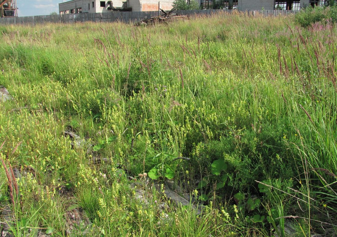 Усть-Шоноша, image of landscape/habitat.