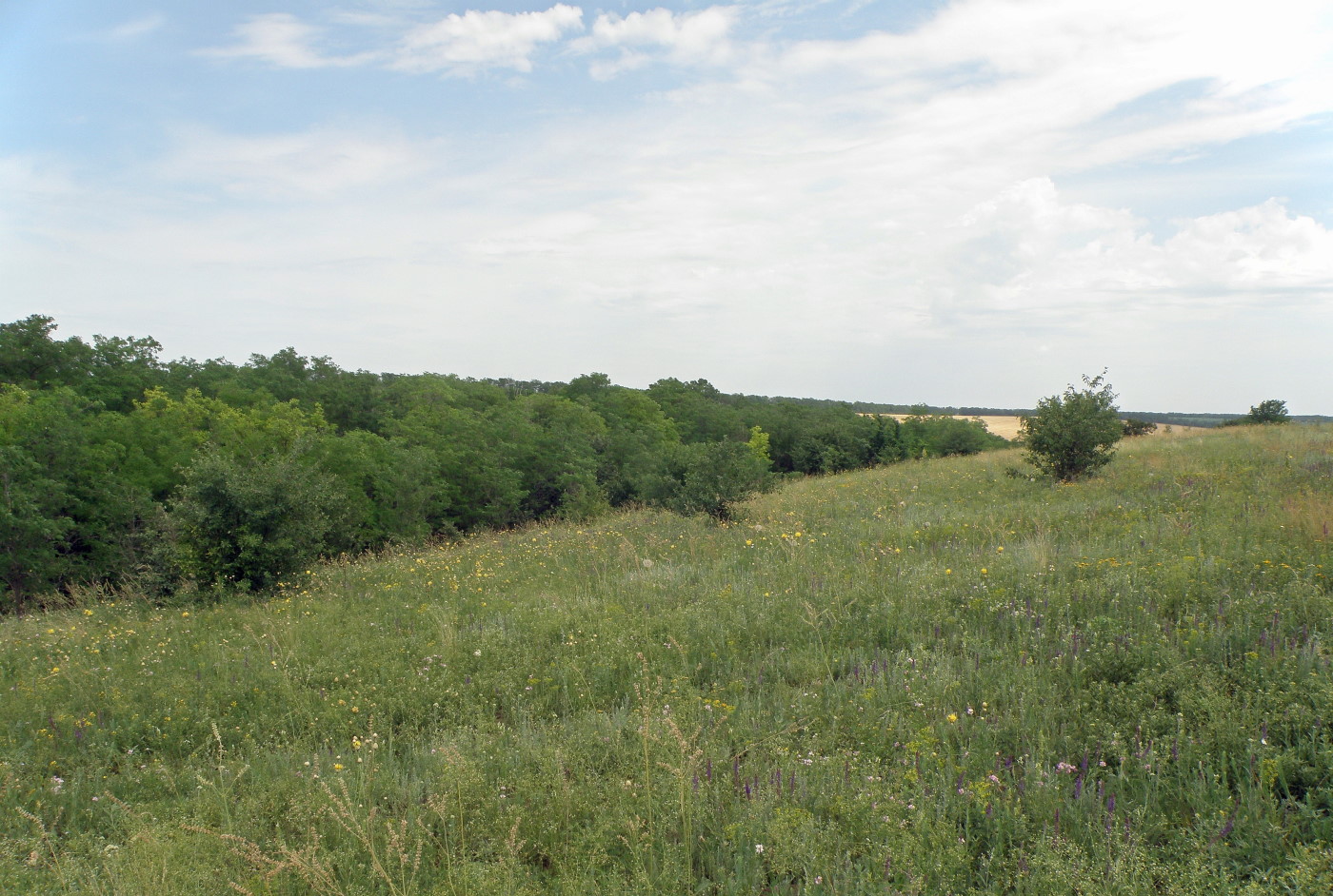 Балка Сухая, image of landscape/habitat.