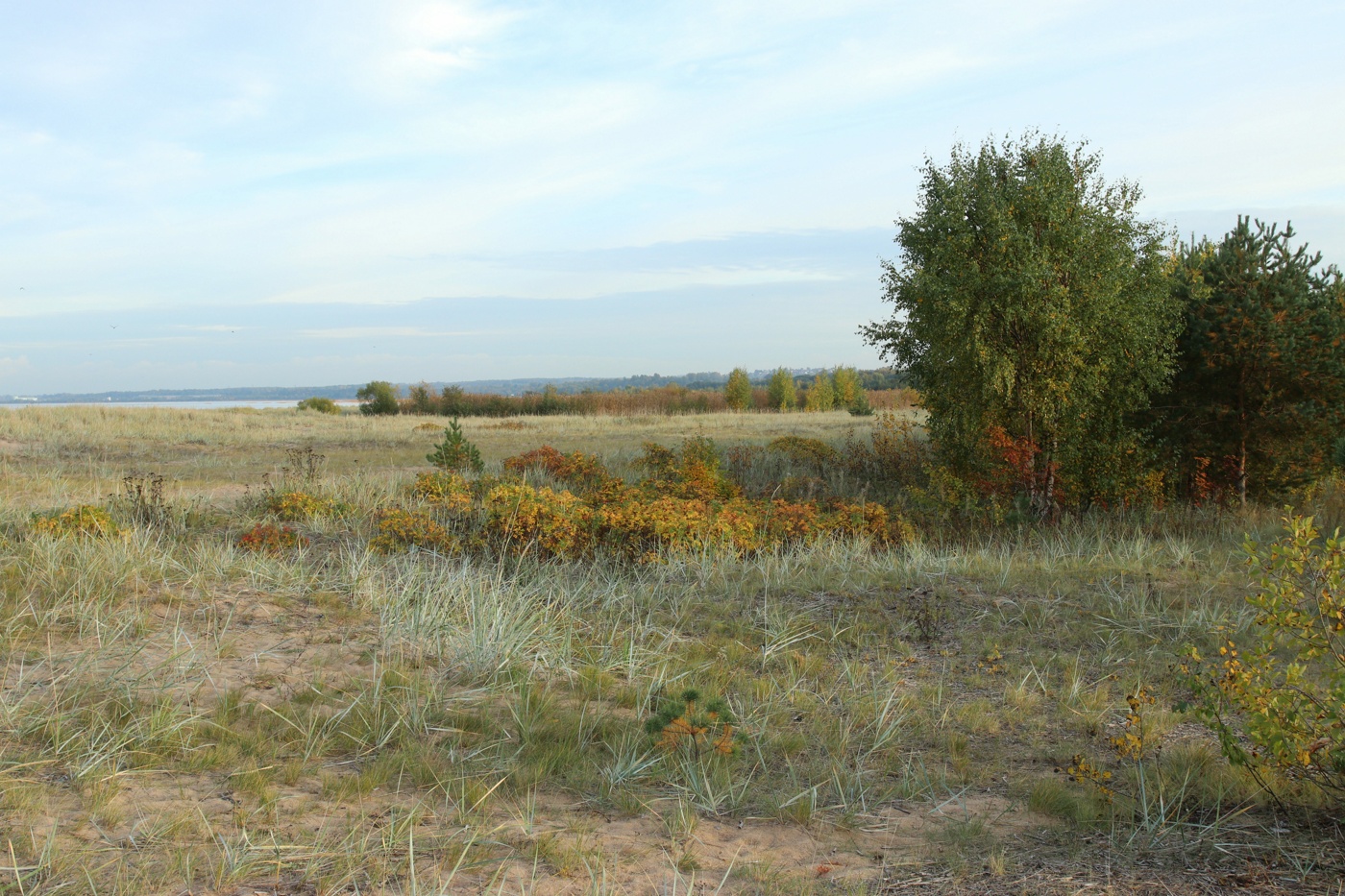 Большая Ижора, image of landscape/habitat.