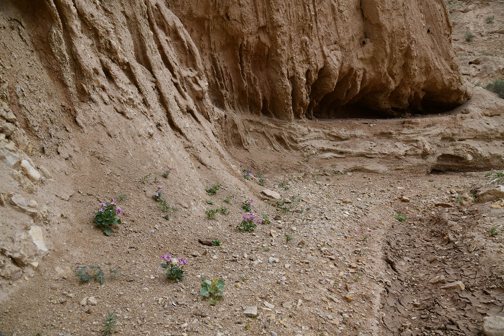 Перевал Дандан-Чикан, image of landscape/habitat.