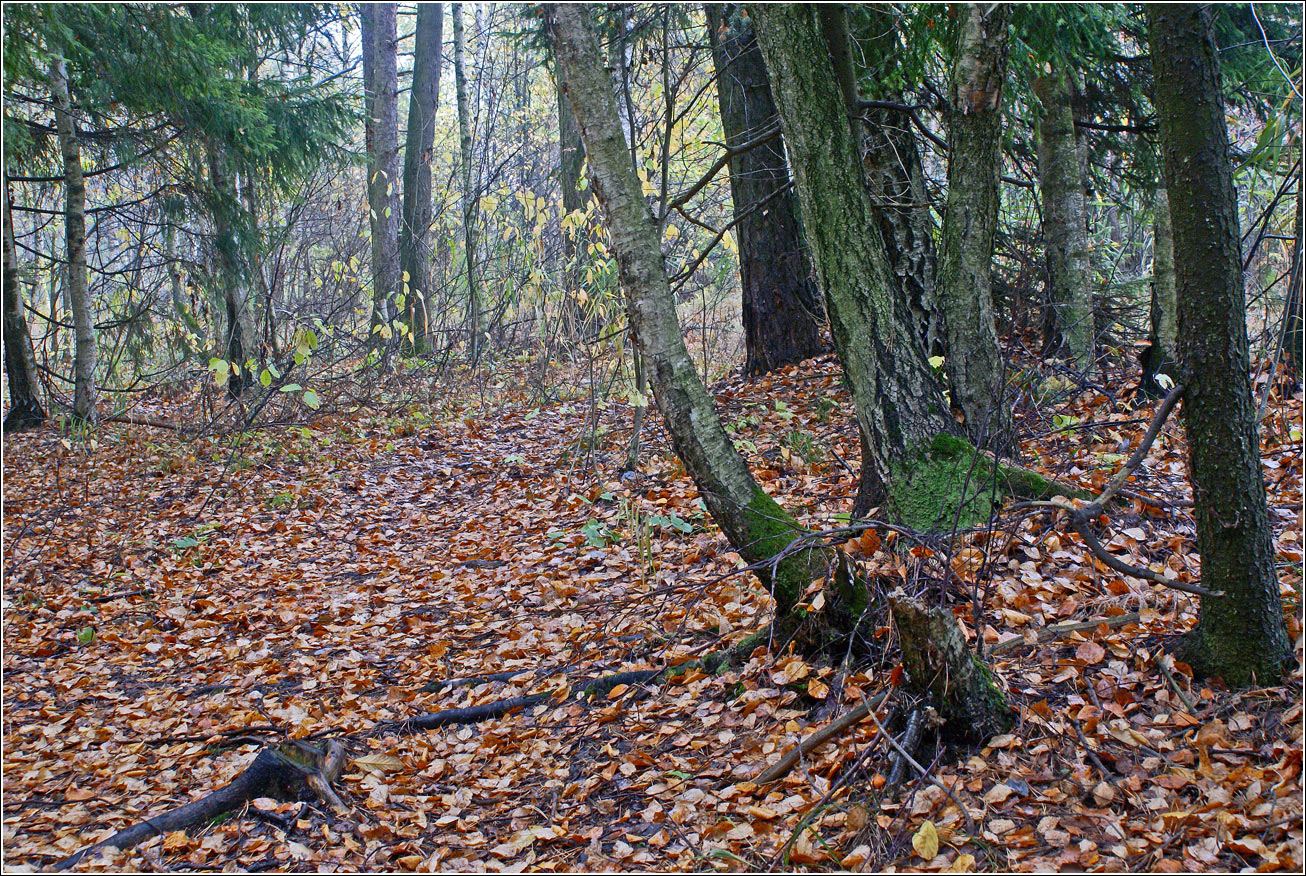 Окрестности Хрипани, изображение ландшафта.